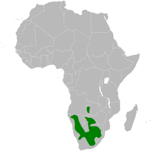 Spizocorys conirostris distribution map.png