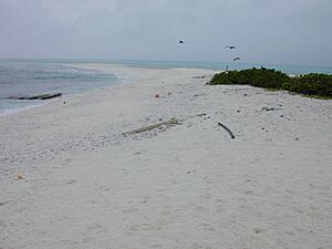 Starr-010520-0021-Flaveria trinervia-habitat-landing area-Kure Atoll (23904523534)