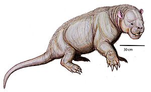 Stylinodon mirusDB24