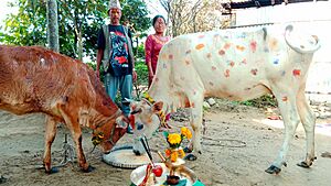 The Cow Worship