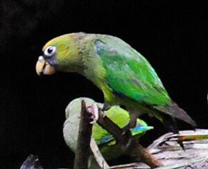 Touit huetii -Napo Wildlife Centre, Yasuni National Park, Ecuador -clay lick-6.jpg