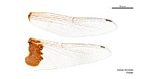 Tramea stenoloba female wings (34899012152)