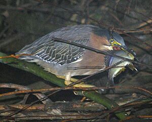 Tule perch returns to Alhambra Creek beaver pond 2010