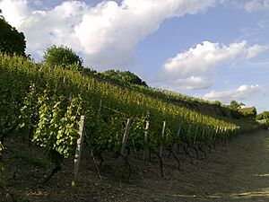 Weinberg Peterstirn - panoramio (3)