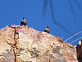 White-quilled Rock Pigeon, Wyndham, Western Australia 01