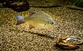 White bass