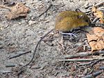Woodland jumping mouse.jpg