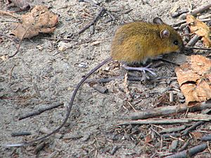 Woodland jumping mouse