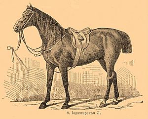 Yorkshire Coach Horse