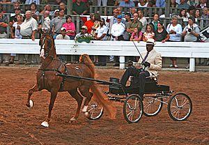 2009 Shelbyville Horse Show (3867465037)