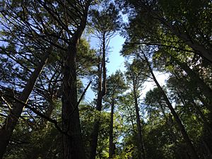 2017-08-19 11 35 12 View up into the canopy of a grove of Eastern Hemlocks along the Bull Run-Occoquan Trail between the Yellow Trail and the Red Trail within Hemlock Overlook Regional Park, in southwestern Fairfax County, Virginia.jpg