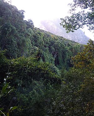 5 Indigenous Afrotemperate Forest on Devils Peak - Cape Town