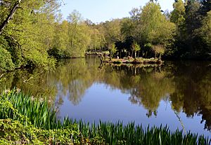 A Spring view of Sweetwater Pond Witley