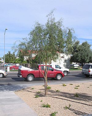 Acacia-salicina-tree2