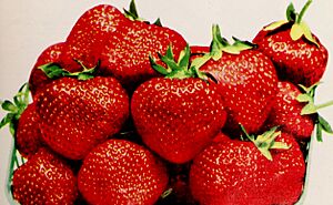 Allen's 1958 book of berries (1958) (17950896525)