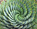 Aloe polyphylla spiral