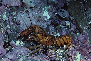 American lobster, Homarus americanus in Newfoundland, Canada (21173791512)