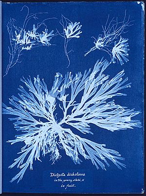 Anna Atkins algae cyanotype