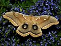 Antheraea polyphemus - Polyphemus Moth