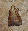 Arta statalis – Posturing Arta Moth (ID thanks to Fyn Kynd) (14614370844).jpg