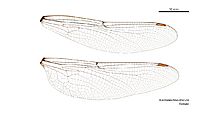 Austroaeschna obscura female wings (34665462690)