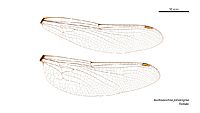 Austroaeschna parvistigma female wings (34921705161)