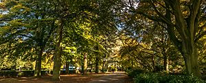 Avenue of Atlantic Cedars in the War Memorial Park in Coventry, England