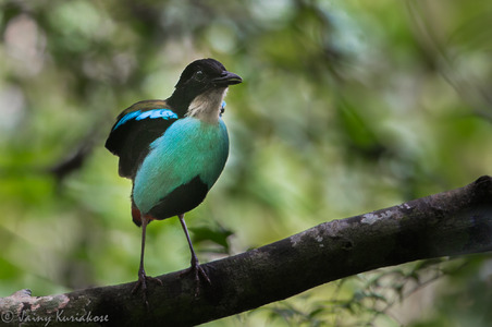 Azure-breasted Pitta-6 by Jainy Maria