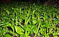 Banana plantlets transferred to soil (with vermicompost) from plant media