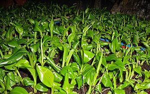 Banana plantlets transferred to soil (with vermicompost) from plant media