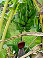 Banana three in Réunion