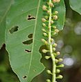 Barringtonia acutangula (Freshwater Mangrove) flower buds in Kolkata W IMG 8546