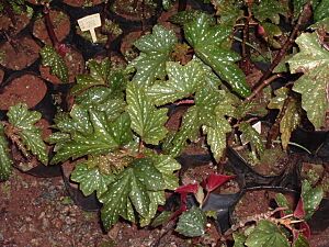 Begonia1