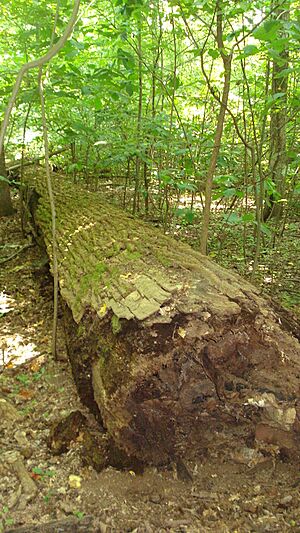 BeltWoods3
