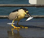 Black-crowned Night Heron - Flickr - Andrea Westmoreland