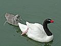 Black-necked Swan SMTC