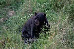 Black bear2
