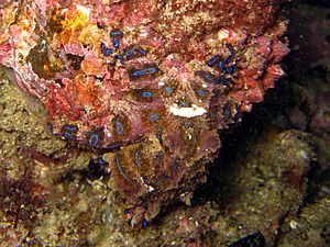 Blue-ringed-octopus
