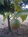 Borojó Fruto