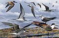 Bridled Tern from the Crossley ID Guide Britain and Ireland