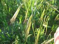 Bromus sterilis detail