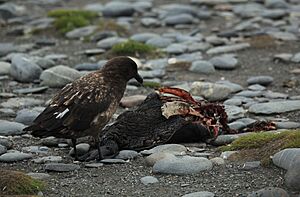 Brown Skua eyeing a King Penguin carcass (5724592724)