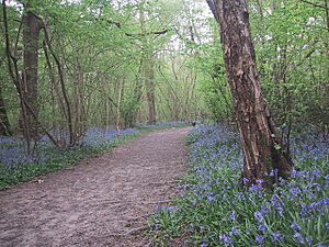 Butcher's Wood in Spring 2007 - geograph.org.uk - 1080388