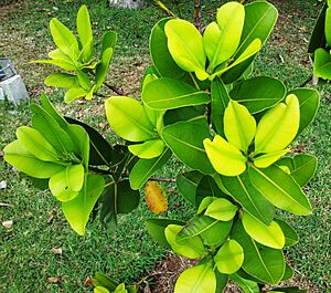Calophyllum tacamahaca - endemic Takamaka tree - Mauritius