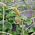 Carex pumila