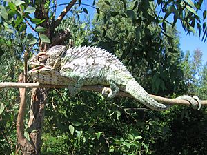 Chameleon in Berenty Madagascar 0001
