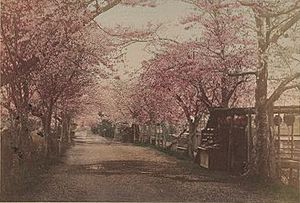 Cherry trees in Mukojima, Tokyo 1897