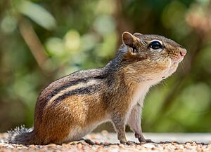 Chipmunk with stuffed cheeks in Prospect Park (05980).jpg