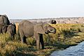 Chobe National Park, elephants - panoramio - Frans-Banja Mulder