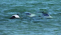 Commersons Dolphins off Saunders Island (5551645921)